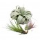 Tillandsia o plantas del aire