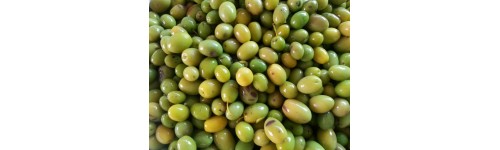 Oliveres