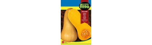 Semilla calabaza