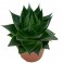 Planta crassa i suculenta
