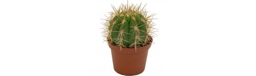 Cacto