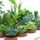 Mini cactus y mini planta crasa
