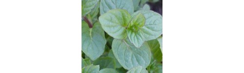 Menthes et menthe verte