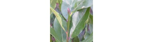 Laurel