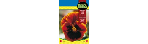 Semente amor perfeito