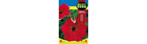 Graines de pétunia