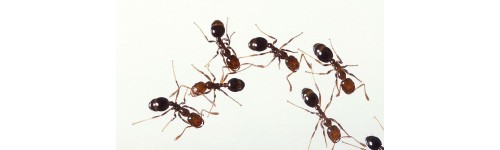 Hormigas y otros rastreros