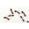 Hormigas y otros rastreros