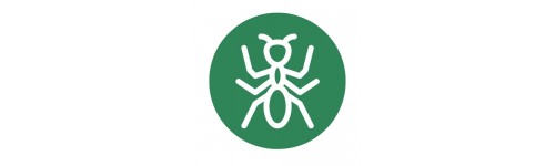 Fourmi et coléoptère