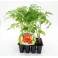 Plantel tomate