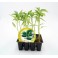 Planter de pebrots