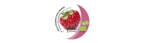Plantas de fresas o fresones