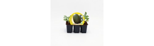 Plantel melón, sandía y calabaza
