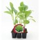 Plantel coles, coliflor i brocoli