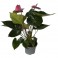 Anthurium