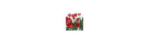 Buquês de rosas