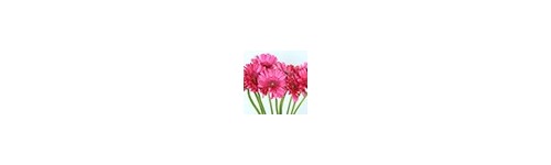 Ramos de Gerberas