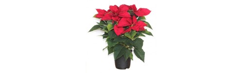 Ponsètia o Flor de Nadal