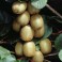 Kiwis