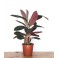 Calathea