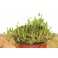 Sedum