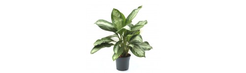 Comprar plantas