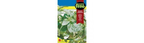 Graines de plante aromatique et médicinal