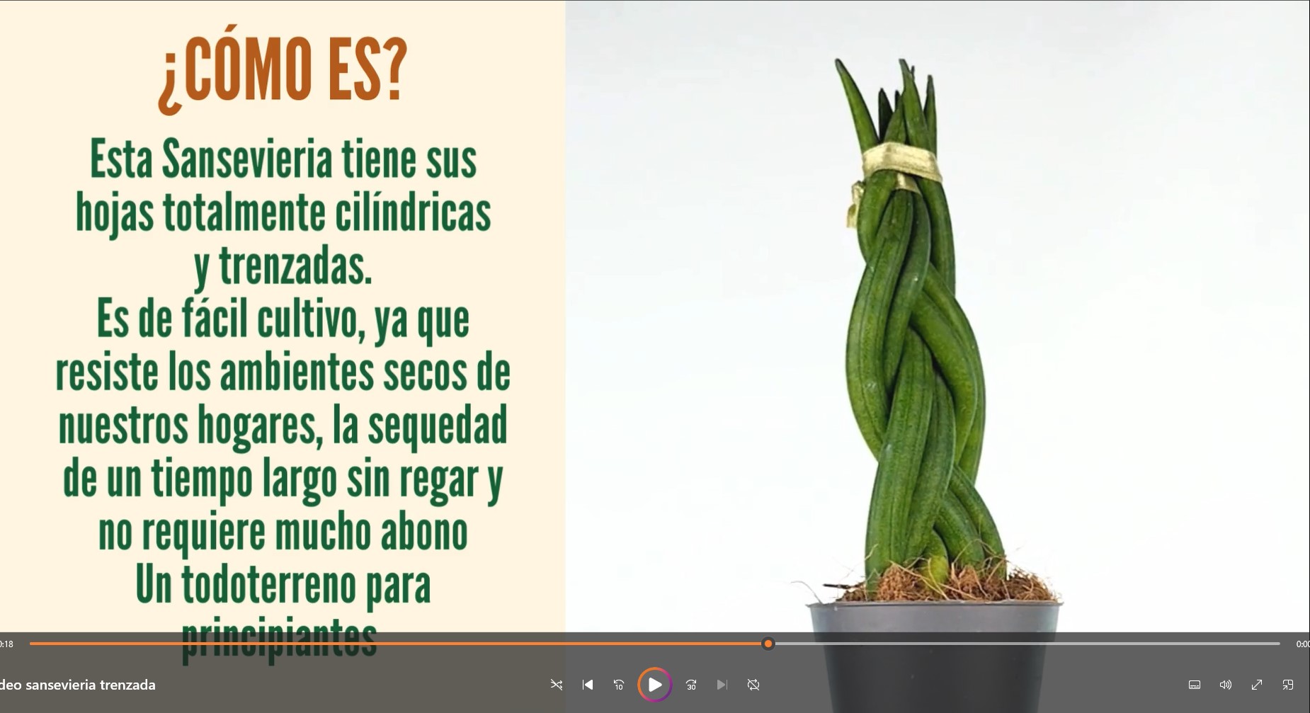 Sansevieria Twist - Cilndrica Trenzada - Germigarden