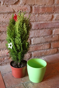 Detall conifera 1