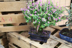 Detall bonsai 1