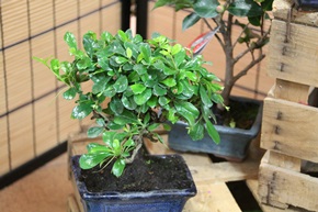 Detall bonsai 2