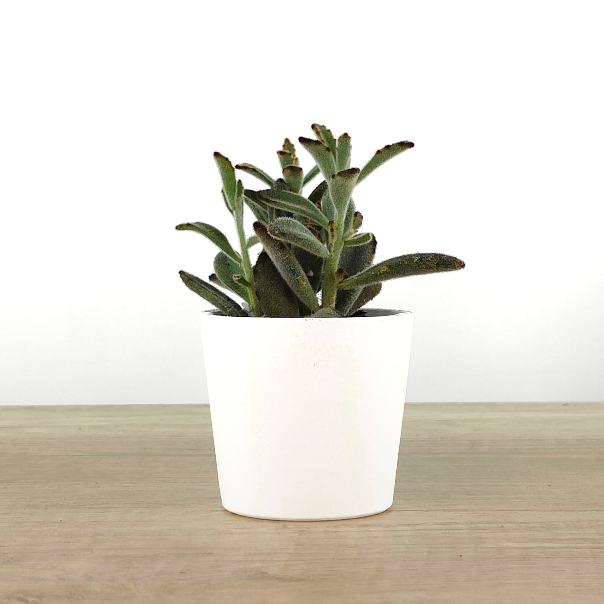 Voulez-vous ajouter un pot? Conique blanc satiné