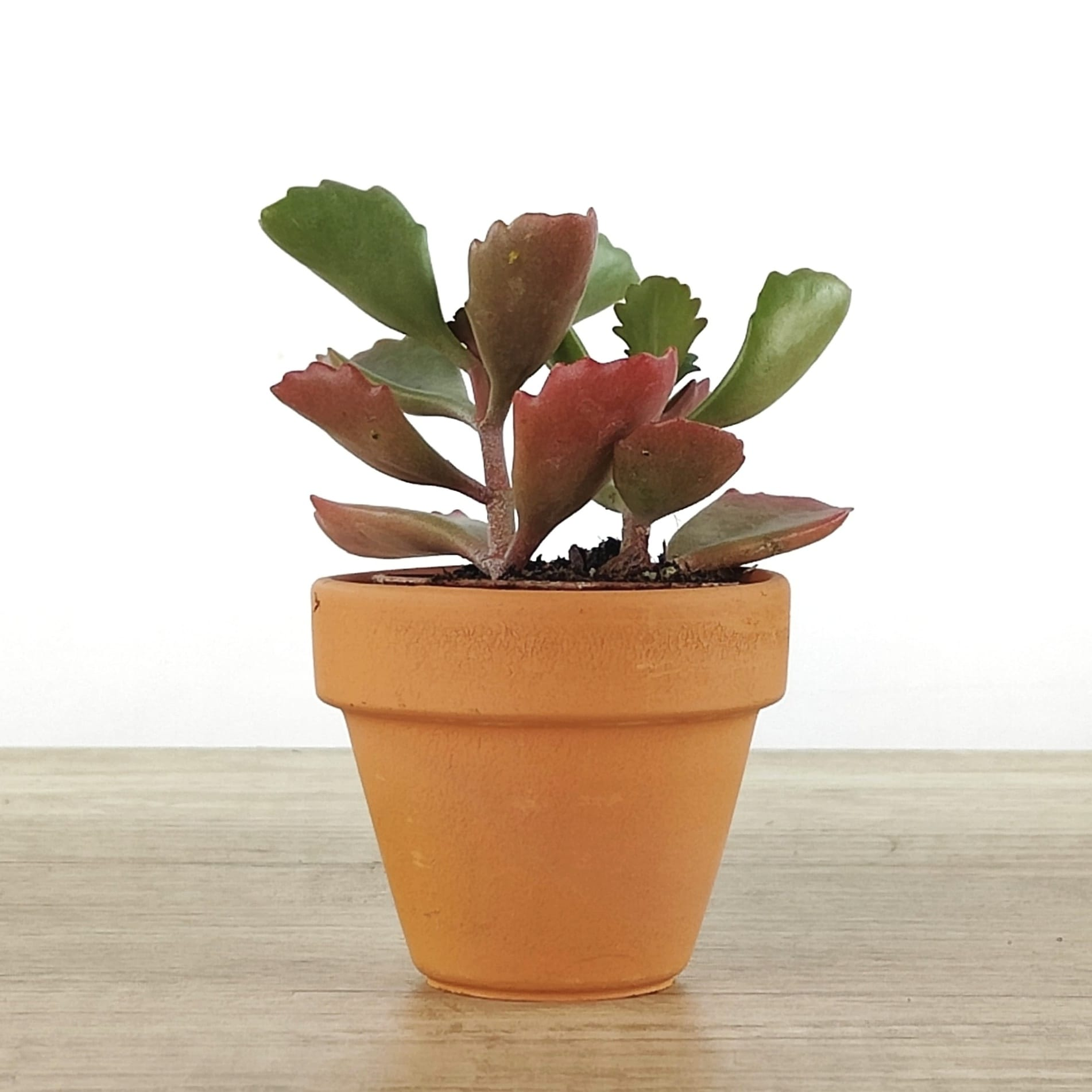 Voulez-vous ajouter un pot? Argile