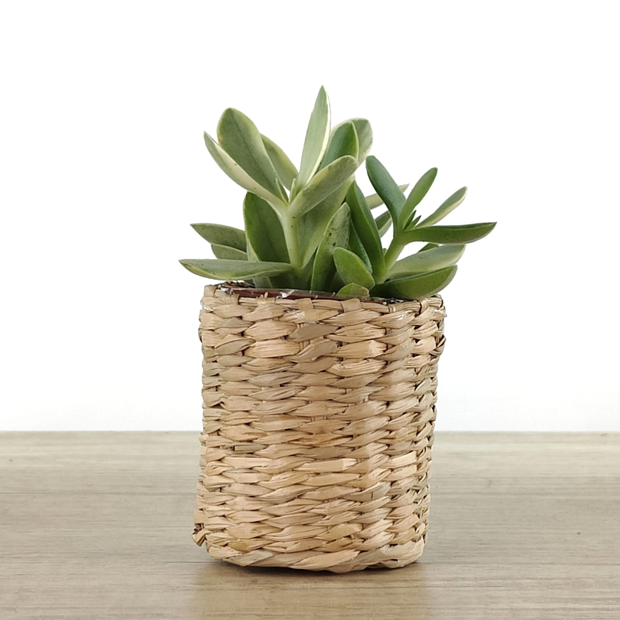 Voulez-vous ajouter un pot? Osier