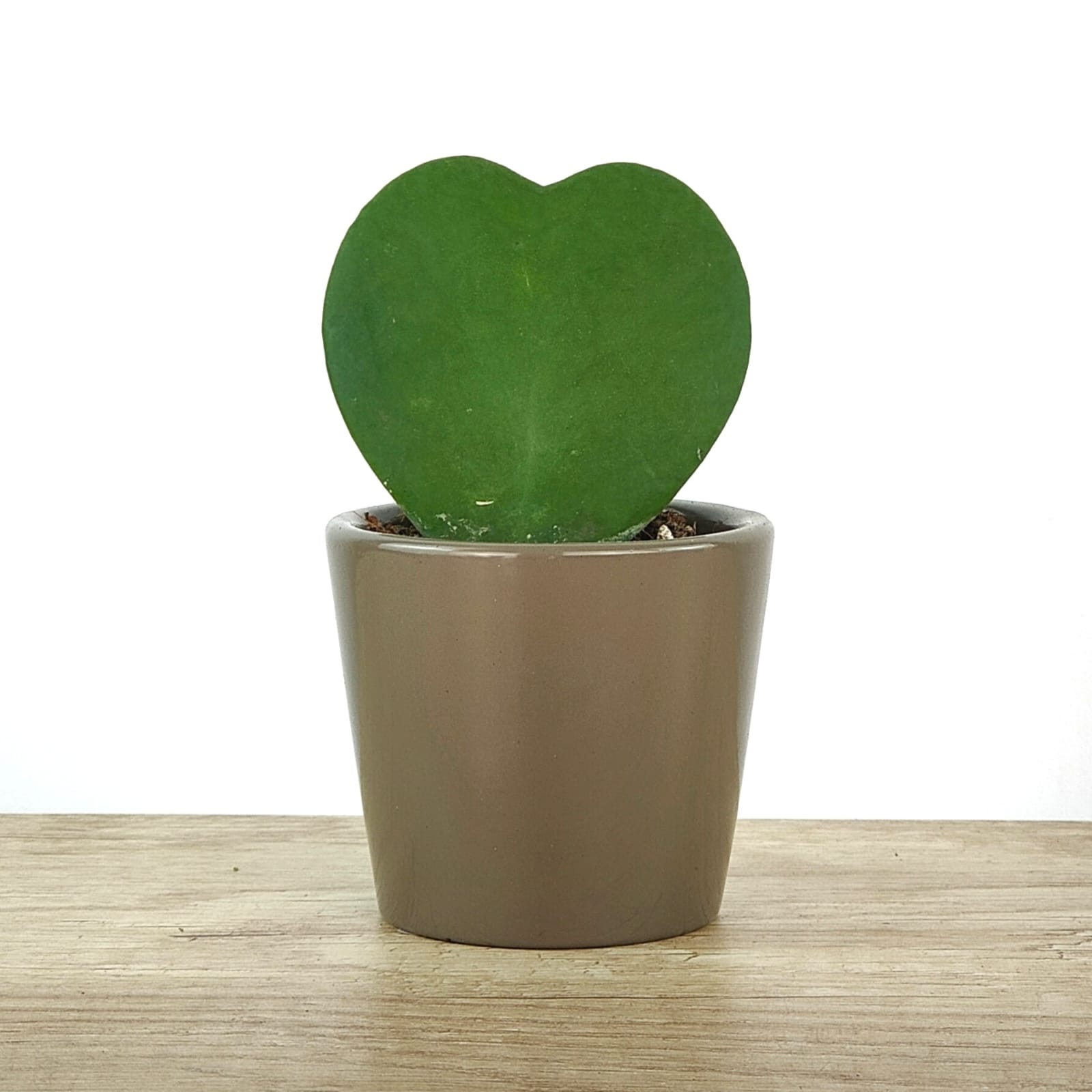 Quel type de cactus souhaitez-vous ? Hoya kerry