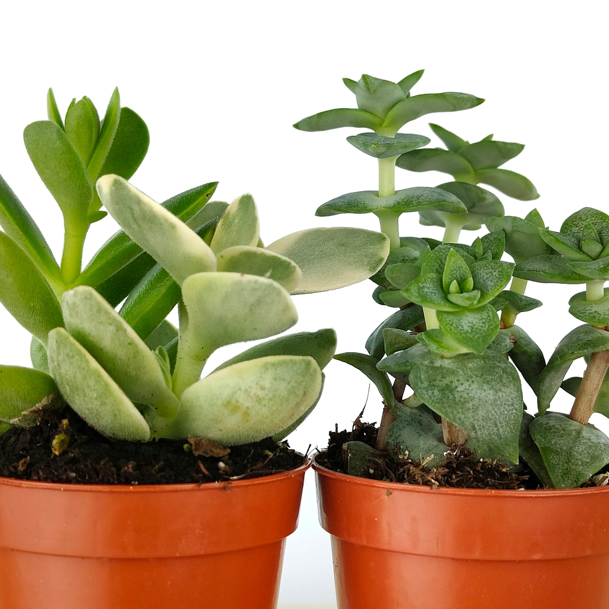 Quel type de cactus souhaitez-vous ? Plantes succulentes variées (sans pointes)