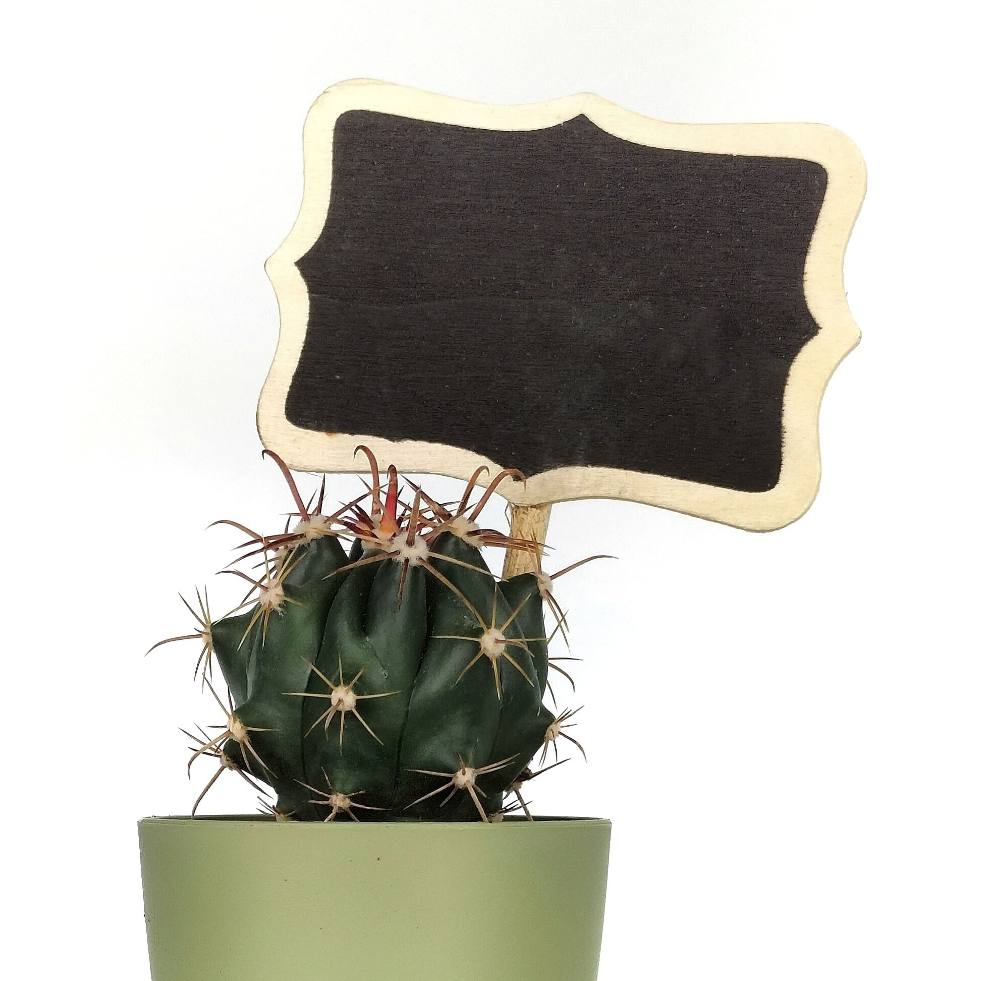 Voleu afegir alguna decoraci&oacute; especial amb text? Punx&oacute; pissarra