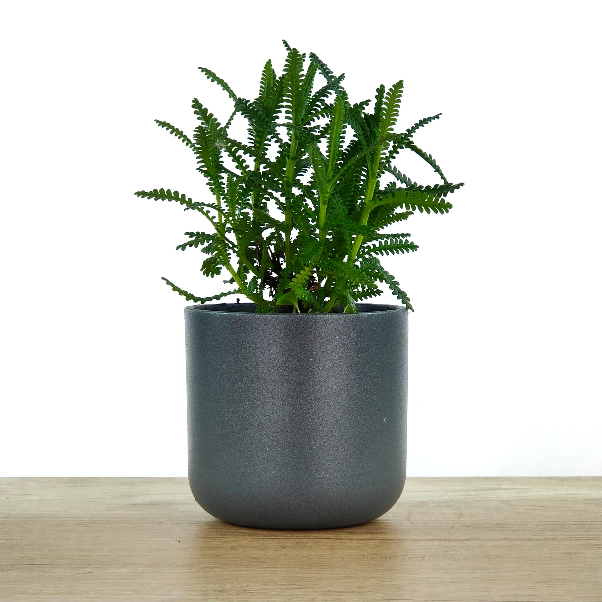 Quin color vol? Antracita