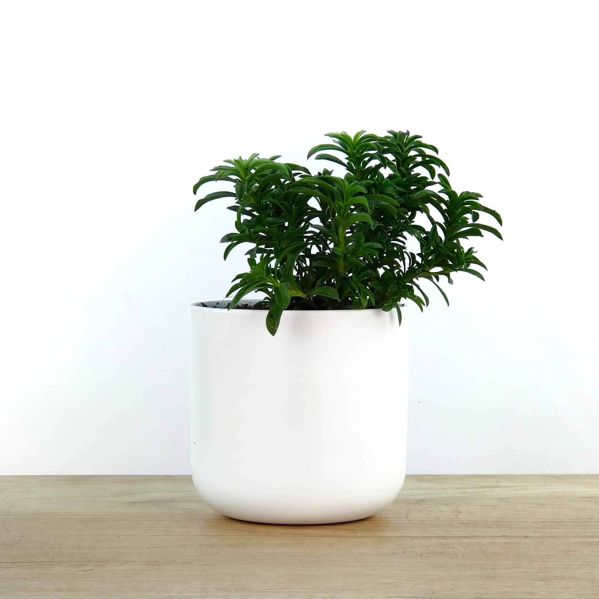 Quin color vol? Blanc